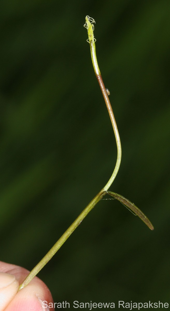 Blyxa aubertii Rich.